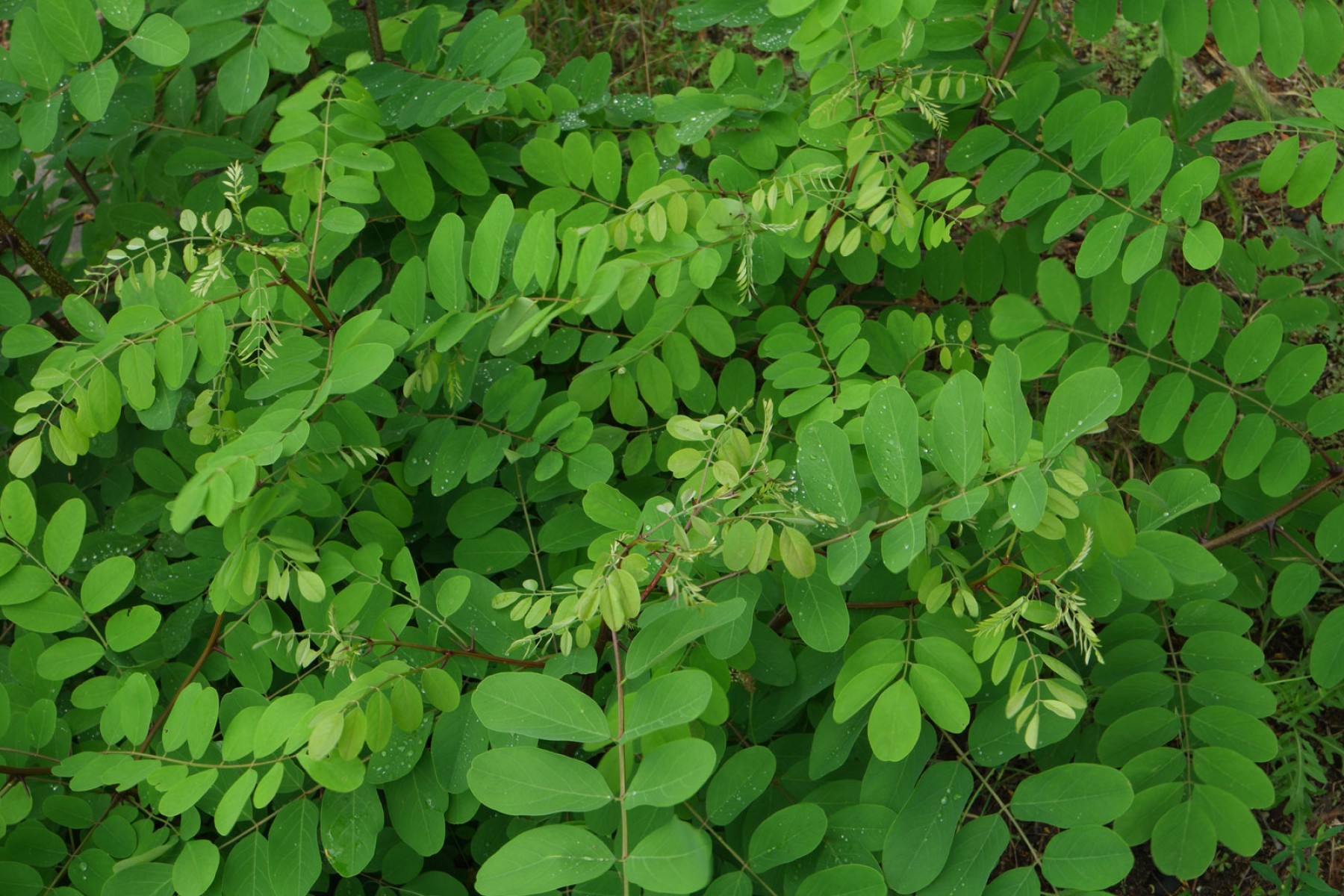 Akasya Fidanı Beyaz Çiçekli  – Yalancı Akasya - Robinia pseudo-acacia
