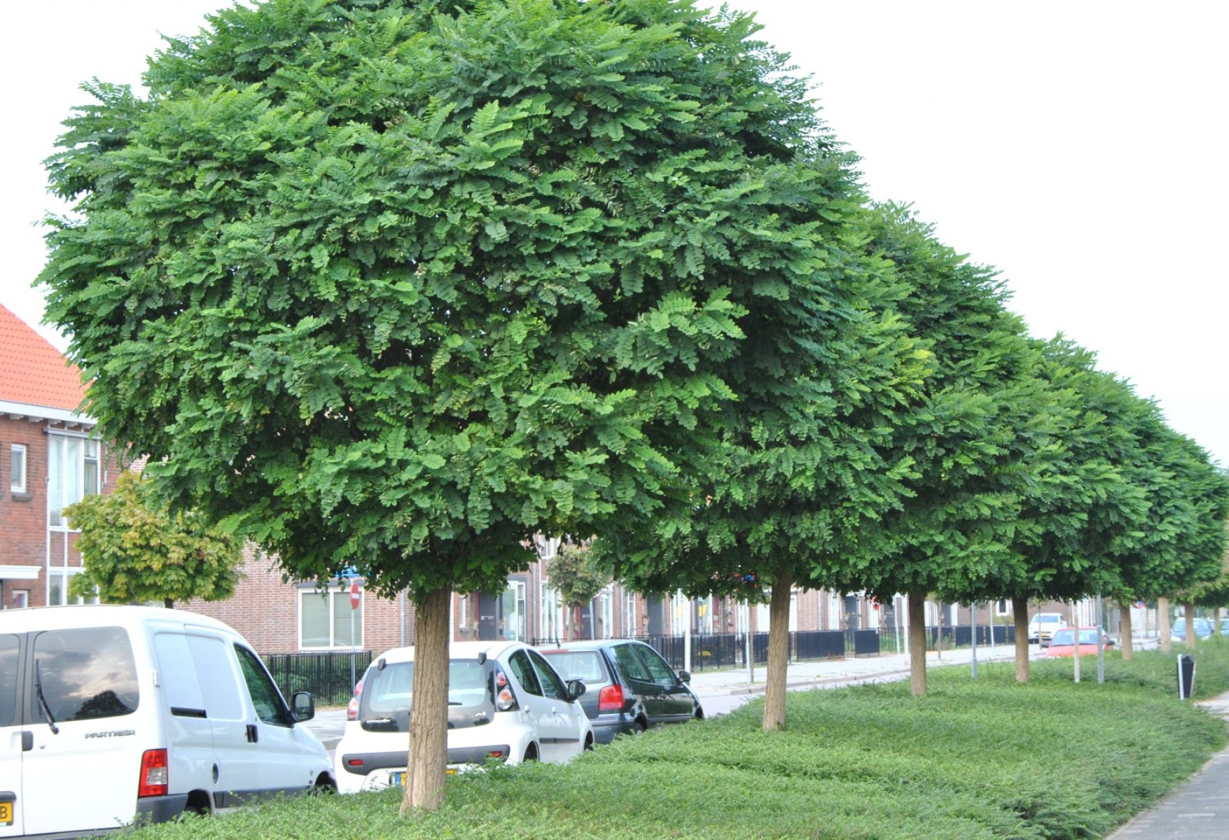 Akasya Fidanı Beyaz Çiçekli  – Yalancı Akasya - Robinia pseudo-acacia