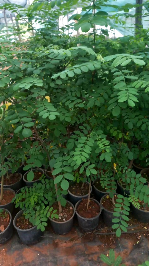 Akasya Fidanı Beyaz Çiçekli  – Yalancı Akasya - Robinia pseudo-acacia