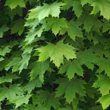 Akçaağaç Fidanı - Acer Platanoides 5 Adet Akçaağaç Fidanı - Acer Platanoides 5 Adet