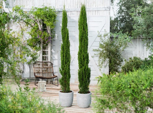Akdeniz Servisi (Cupressus Sempervirens) 100 cm 5 Adet