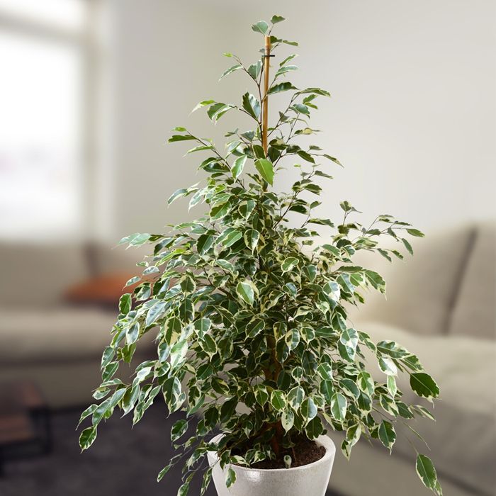 Alacalı Benjamin - Ficus Benjamina Starlight 60-80 cm