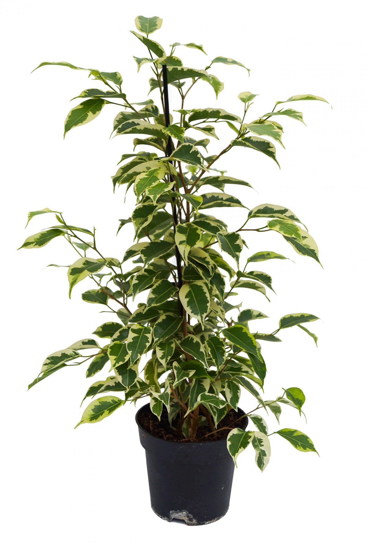 Alacalı Benjamin - Ficus Benjamina Starlight 60-80 cm