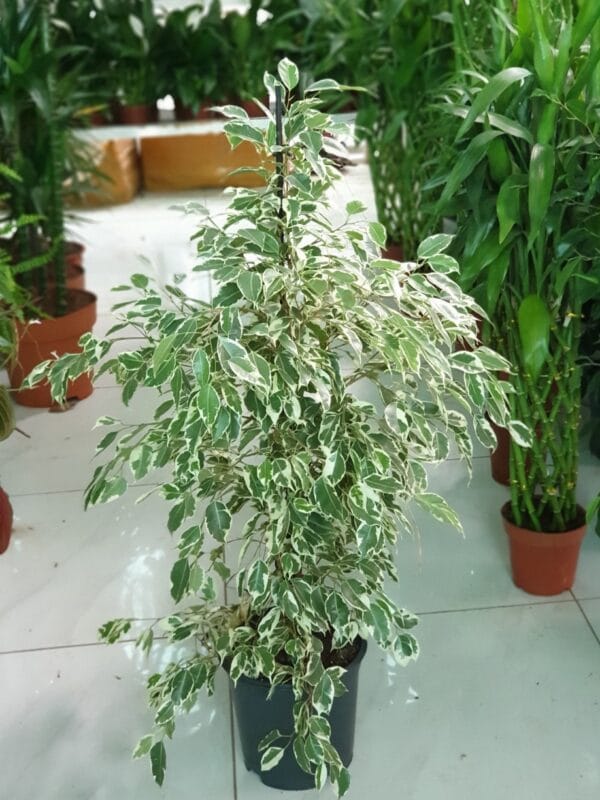 Alacalı Benjamin - Ficus Benjamina Starlight 60-80 cm