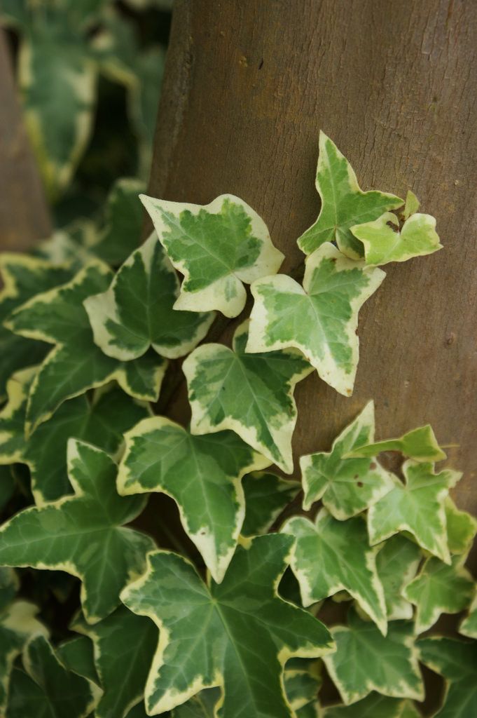 Alacalı Hedera – Orman Sarmaşığı 100 – 150 cm 10 Adet
