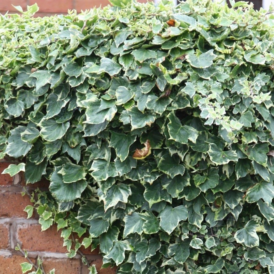 Alacalı Hedera – Orman Sarmaşığı 100 – 150 cm 10 Adet