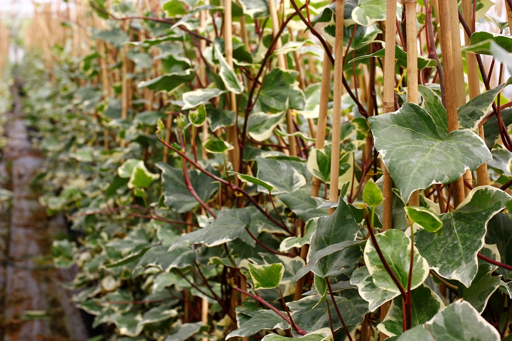 Alacalı Hedera – Orman Sarmaşığı 100 – 150 cm 10 Adet