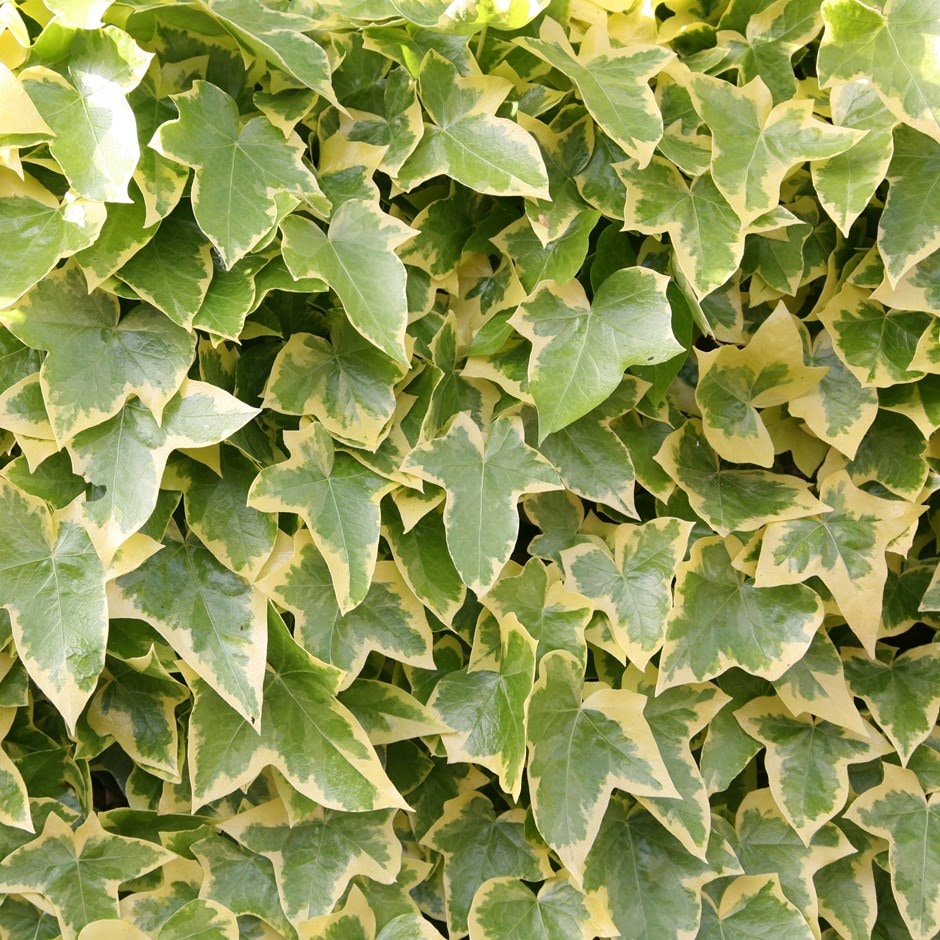 Alacalı Hedera – Orman Sarmaşığı 100 – 150 cm 2 Adet Alacalı Hedera – Orman Sarmaşığı 100 – 150 cm 2 Adet