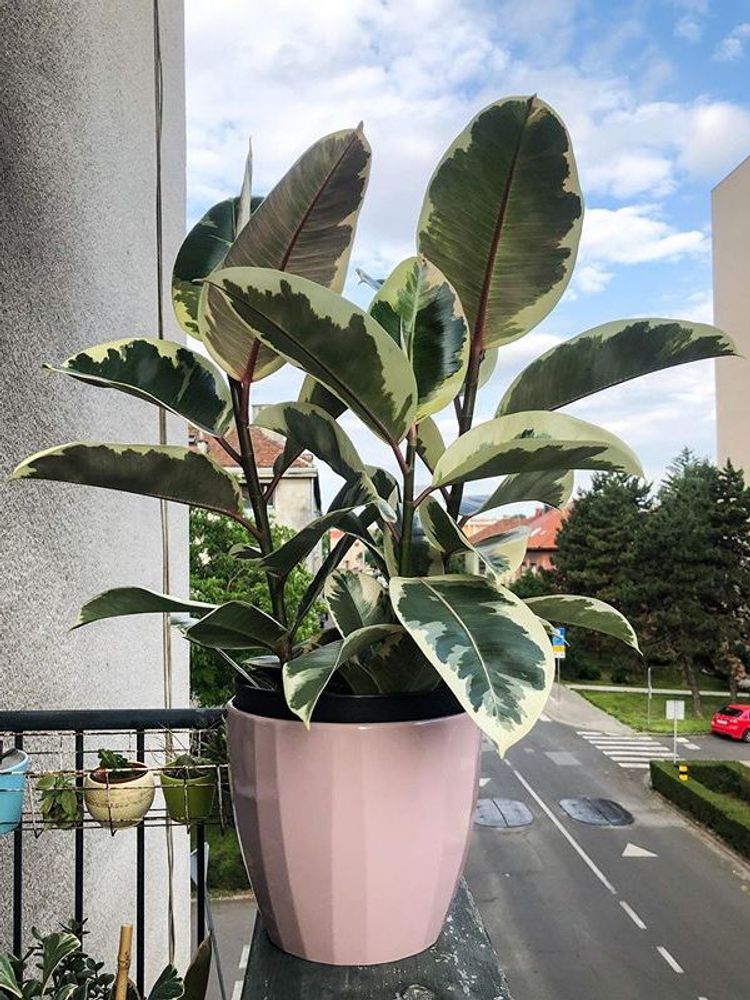 Alacalı Kauçuk – Ficus Elastica Tineke 40-60 cm Alacalı Kauçuk – Ficus Elastica Tineke 40-60 cm