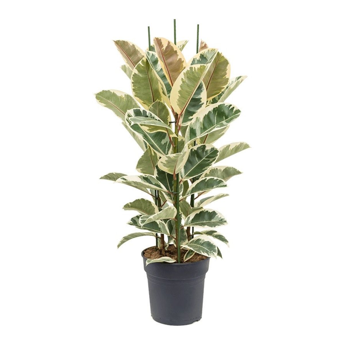 Alacalı Kauçuk – Ficus Elastica Tineke 40-60 cm Alacalı Kauçuk – Ficus Elastica Tineke 40-60 cm