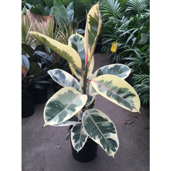 Alacalı Kauçuk – Ficus Elastica Tineke 40-60 cm Alacalı Kauçuk – Ficus Elastica Tineke 40-60 cm