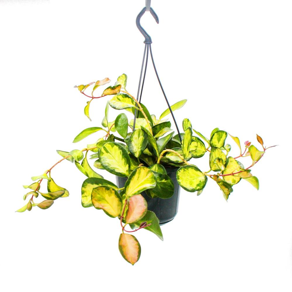 Alacalı Mum Çiçeği (Hoya carnosa Tricolor) - Askılı Saksıda Alacalı Mum Çiçeği (Hoya carnosa Tricolor) - Askılı Saksıda