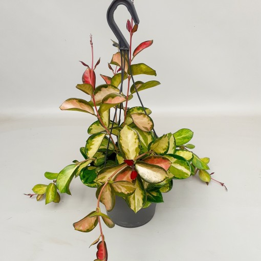Alacalı Mum Çiçeği (Hoya carnosa Tricolor) - Askılı Saksıda Alacalı Mum Çiçeği (Hoya carnosa Tricolor) - Askılı Saksıda