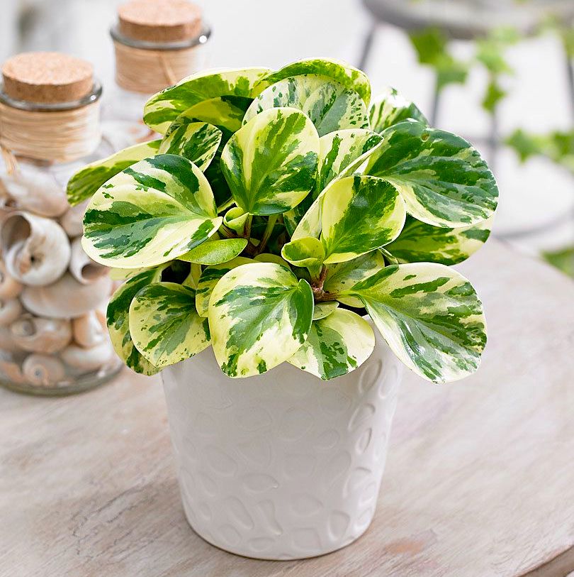 Alacalı Zümrüt Dalgası – Peperomia Obtusifolia Alacalı Zümrüt Dalgası – Peperomia Obtusifolia