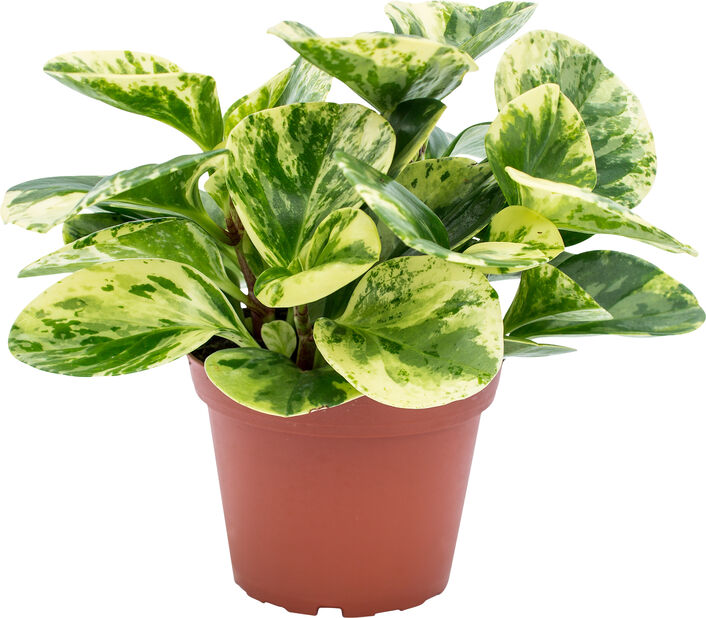 Alacalı Zümrüt Dalgası – Peperomia Obtusifolia Alacalı Zümrüt Dalgası – Peperomia Obtusifolia
