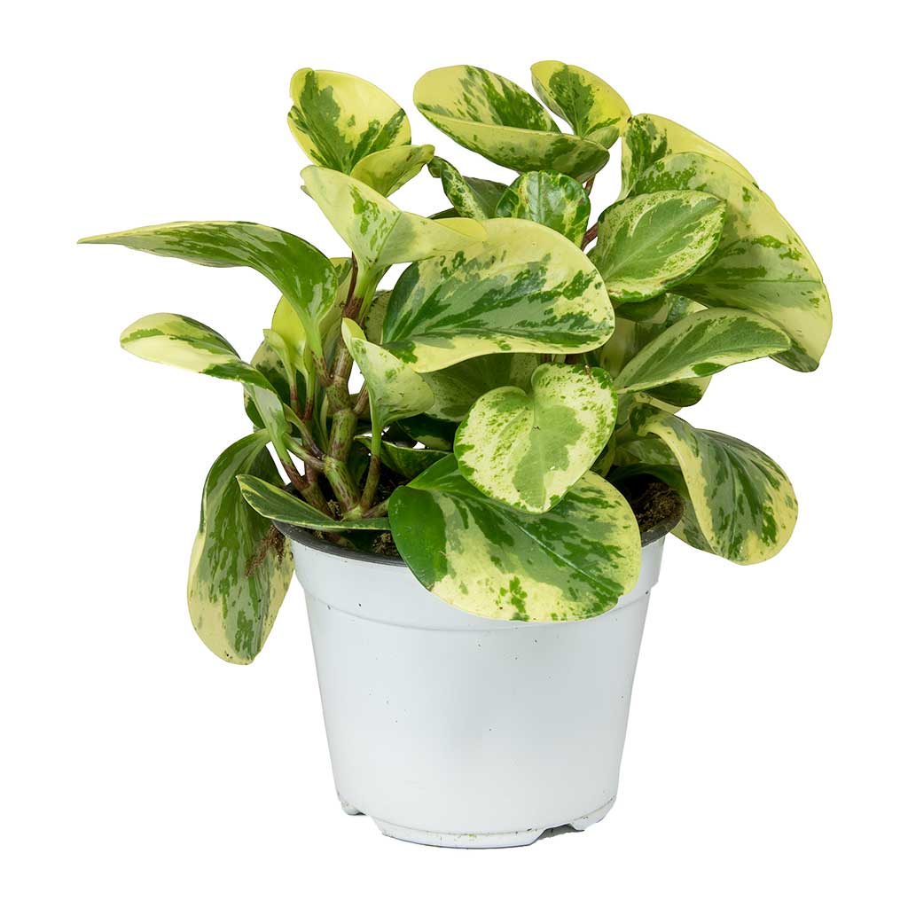 Alacalı Zümrüt Dalgası – Peperomia Obtusifolia Alacalı Zümrüt Dalgası – Peperomia Obtusifolia