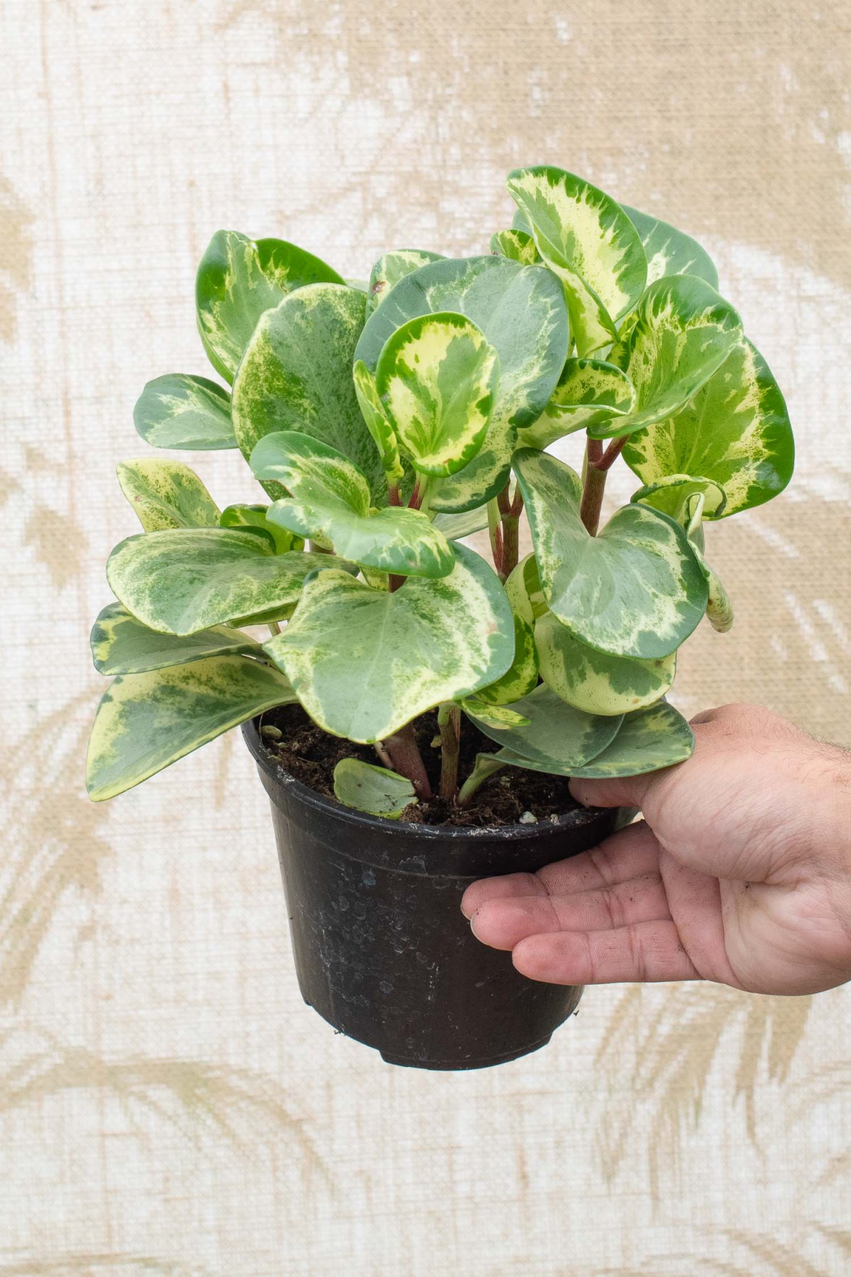 Alacalı Zümrüt Dalgası – Peperomia Obtusifolia Alacalı Zümrüt Dalgası – Peperomia Obtusifolia