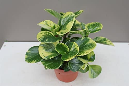 Alacalı Zümrüt Dalgası – Peperomia Obtusifolia Alacalı Zümrüt Dalgası – Peperomia Obtusifolia