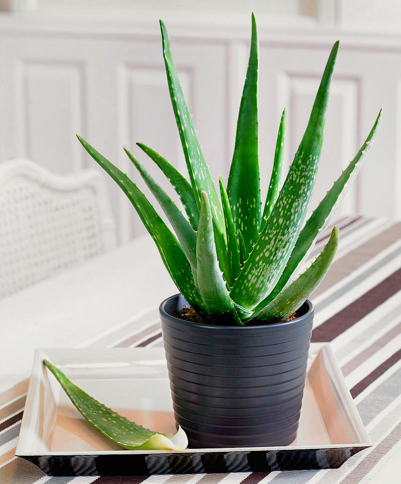 Aloe vera – Sarı sabır Aloe vera – Sarı sabır