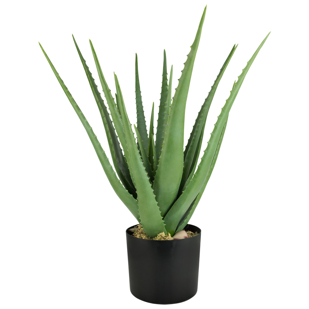 Aloe vera – Sarı sabır Aloe vera – Sarı sabır
