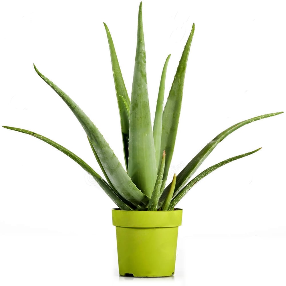 Aloe vera – Sarı sabır