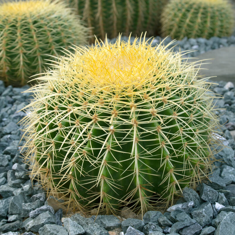 Altın Fıçı Kaktüsü – Echinocactus Grusonii 20-30 cm Altın Fıçı Kaktüsü – Echinocactus Grusonii 20-30 cm