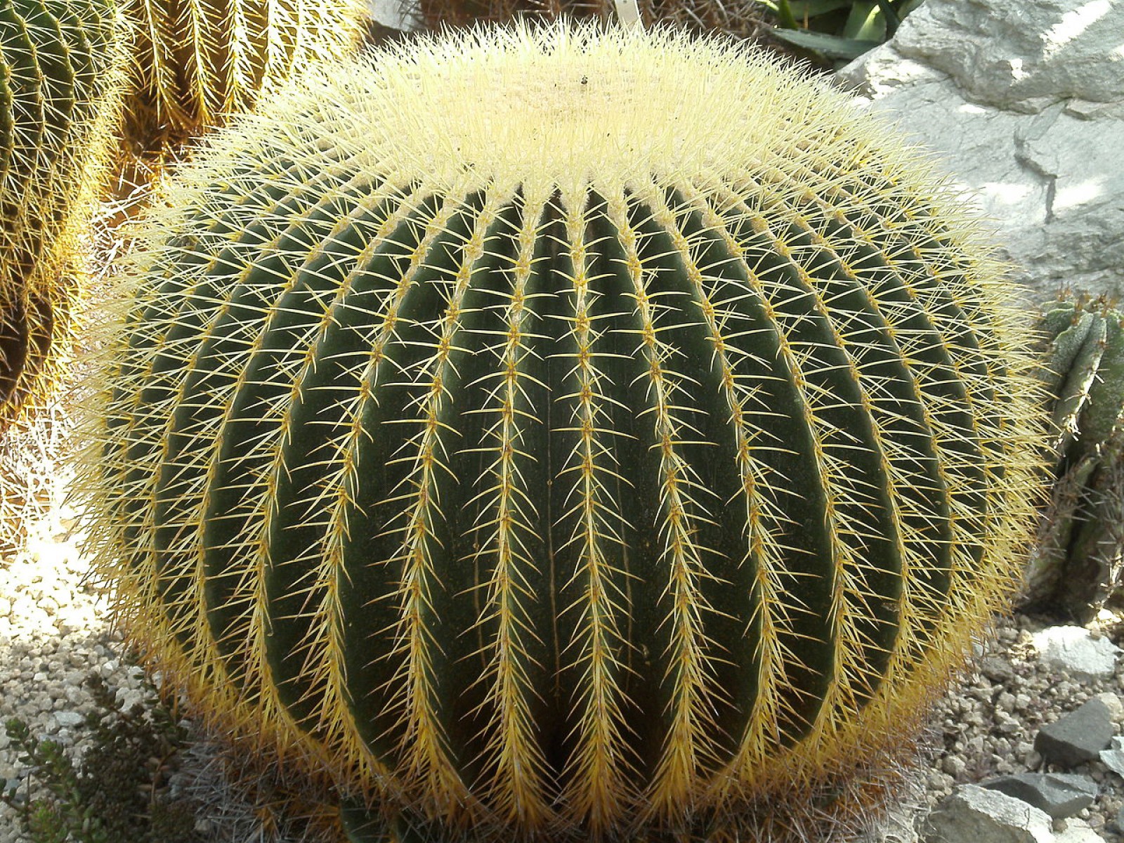 Altın Fıçı Kaktüsü – Echinocactus Grusonii 20-30 cm Altın Fıçı Kaktüsü – Echinocactus Grusonii 20-30 cm