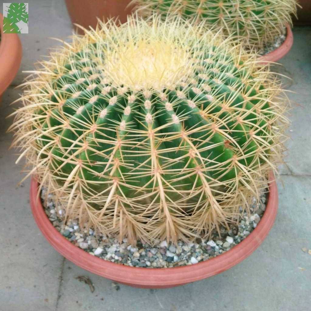 Altın Fıçı Kaktüsü – Echinocactus Grusonii 20-30 cm Altın Fıçı Kaktüsü – Echinocactus Grusonii 20-30 cm