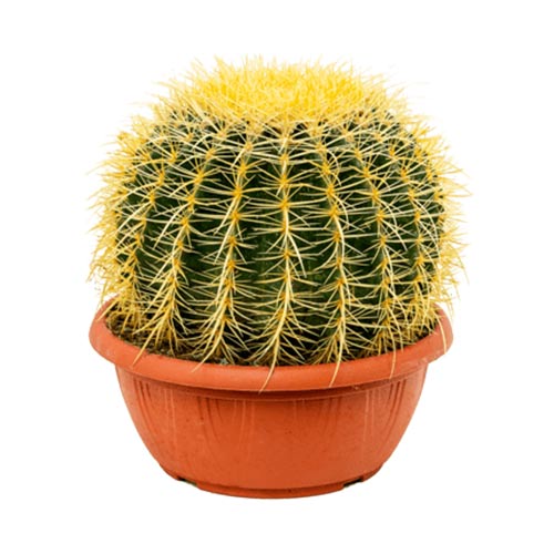 Altın Fıçı Kaktüsü – Echinocactus Grusonii 20-30 cm Altın Fıçı Kaktüsü – Echinocactus Grusonii 20-30 cm