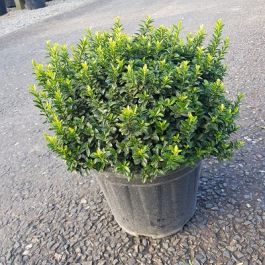 Altuni Çıtır Taflan - Euonymus Microphyllus Pulchellus Aureus (Celastraceae) 3 Adet