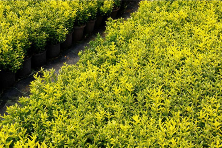 Altuni Çıtır Taflan - Euonymus Microphyllus Pulchellus Aureus (Celastraceae) 5 Adet Altuni Çıtır Taflan - Euonymus Microphyllus Pulchellus Aureus (Celastraceae) 5 Adet