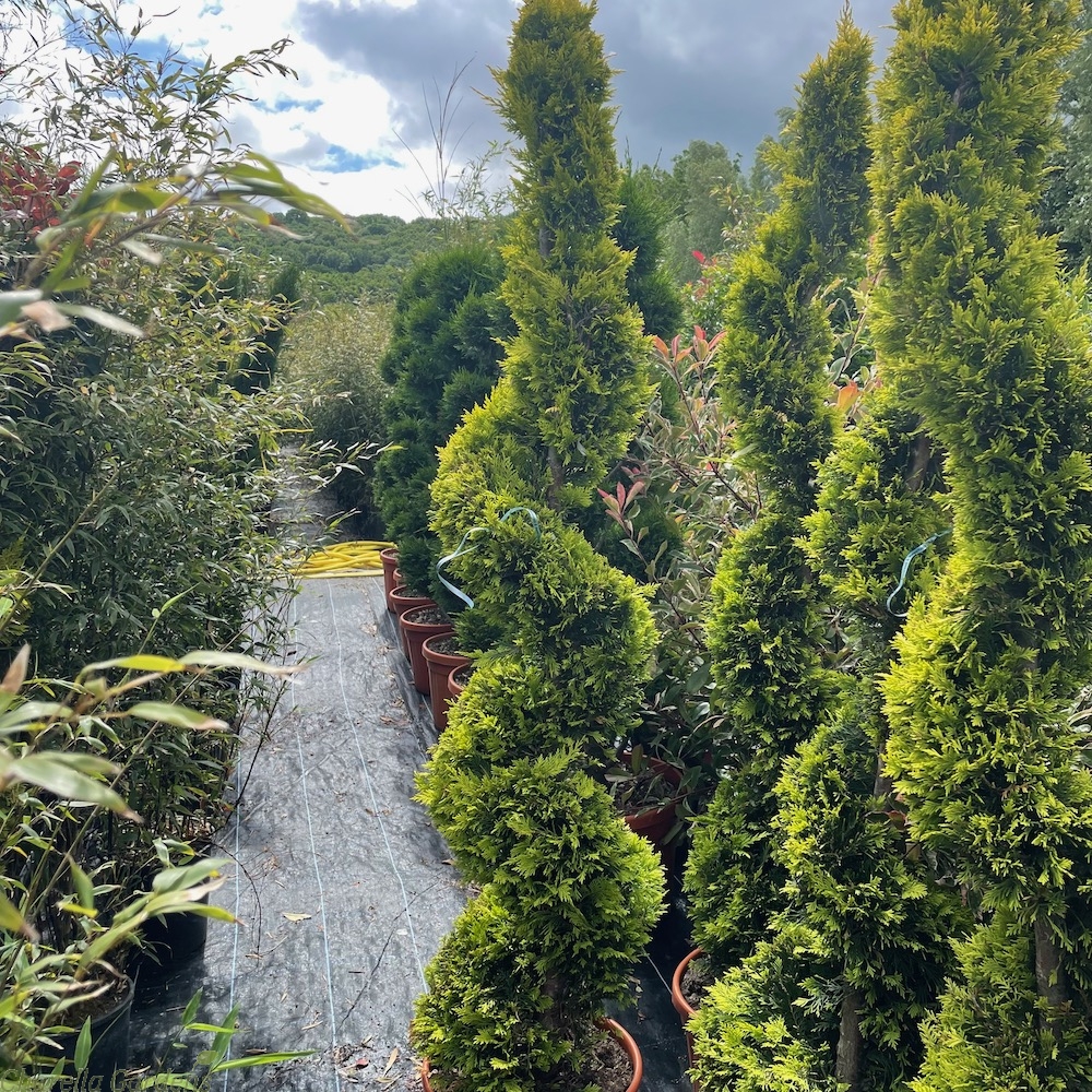 Altuni Leylandi (Cupressocyparis Goldrider) 20 Adet Altuni Leylandi (Cupressocyparis Goldrider) 20 Adet