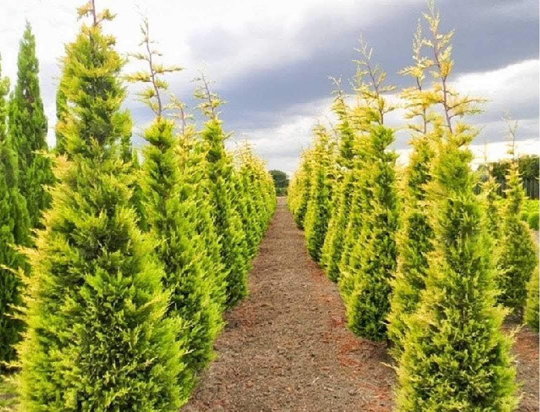 Altuni Leylandi (Cupressocyparis Goldrider) 20 Adet Altuni Leylandi (Cupressocyparis Goldrider) 20 Adet