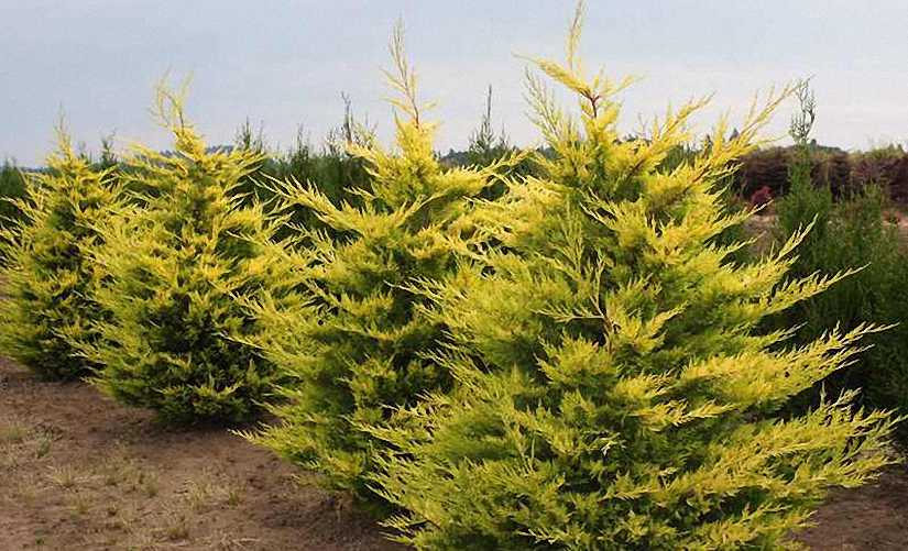 Altuni Leylandi (Cupressocyparis Goldrider) 20 Adet Altuni Leylandi (Cupressocyparis Goldrider) 20 Adet