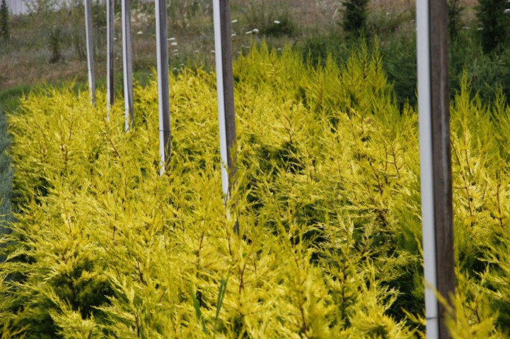 Altuni Leylandi Goldrider 5 Adet