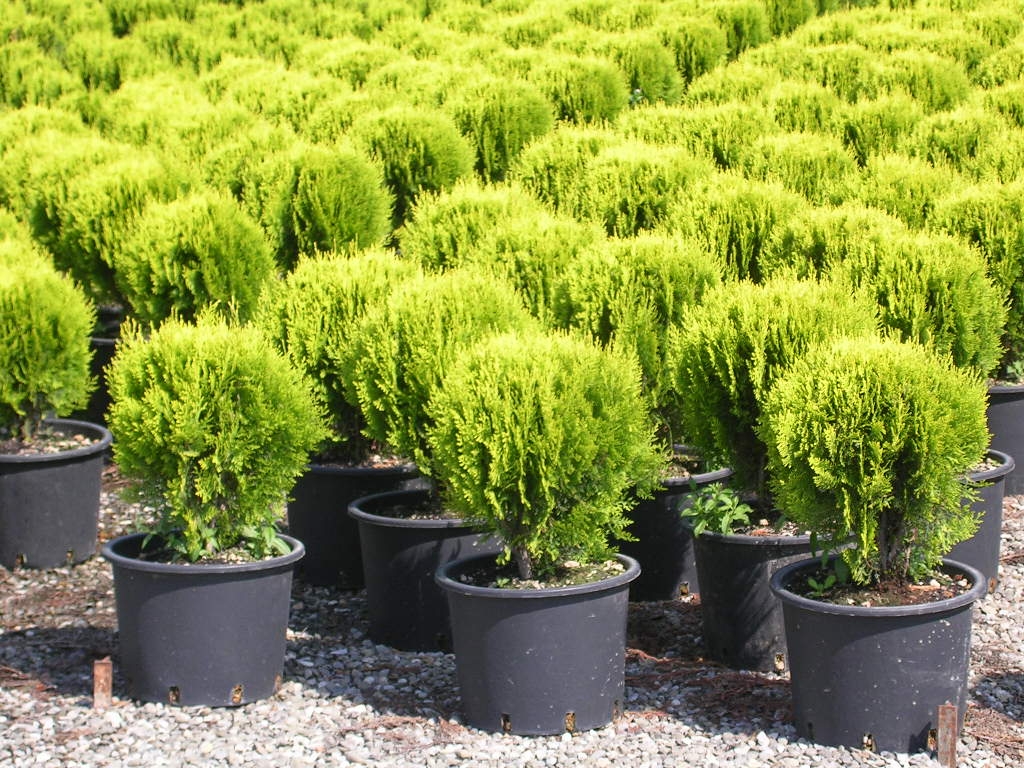 Altuni Top Mazı  Fidanı Thuja Orientalis Aurea Compacta Nana 3 ADET