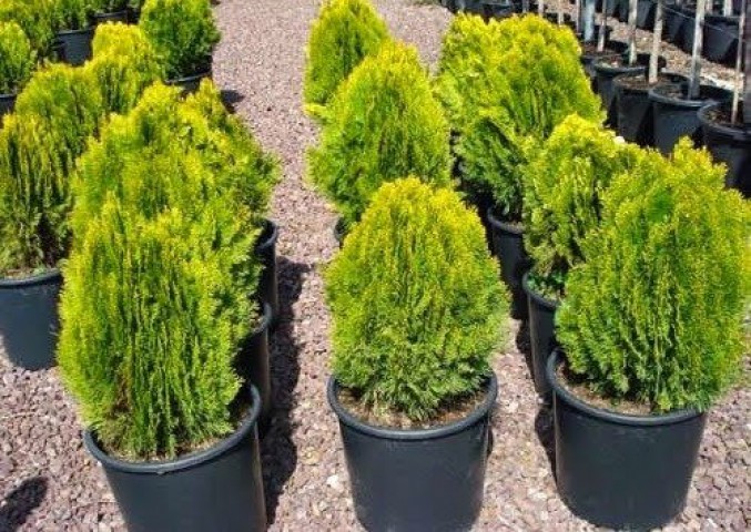 Altuni Top Mazı  Fidanı Thuja Orientalis Aurea Compacta Nana 3 ADET