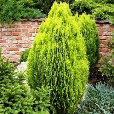 Altuni Mazı  Fidesi 15-20 cm 10 Adet Thuja orientalis 'Aurea' Nana