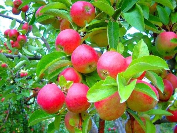 Amasya (Misket) Elma Fidanı 3 Yaş Tüplü ve Aşılı Amasya (Misket) Elma Fidanı 3 Yaş Tüplü ve Aşılı