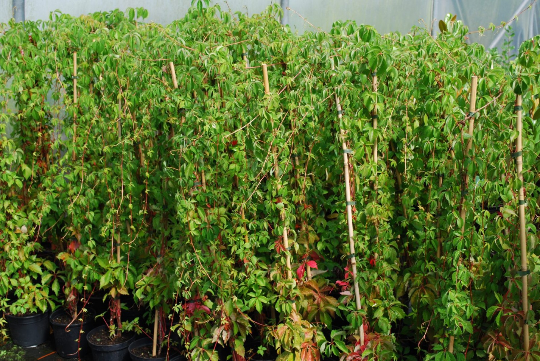 Amerikan Sarmaşığı (Parthenocissus Quinquefolia) 20 Adet