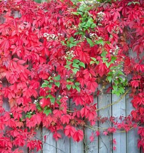 Amerikan Sarmaşığı (Parthenocissus Quinquefolia) Amerikan Sarmaşığı (Parthenocissus Quinquefolia)