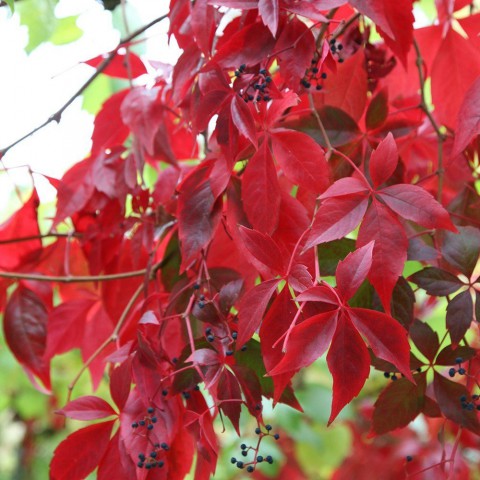 Amerikan Sarmaşığı (Parthenocissus Quinquefolia) Amerikan Sarmaşığı (Parthenocissus Quinquefolia)
