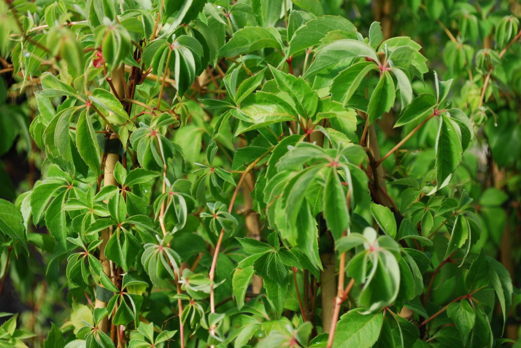 Amerikan Sarmaşığı (Parthenocissus Quinquefolia) Amerikan Sarmaşığı (Parthenocissus Quinquefolia)