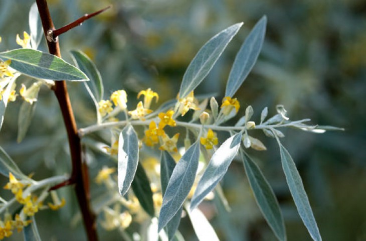 Anadolu İğde Fidanı Elaeagnus Angustifolia 2 Adet