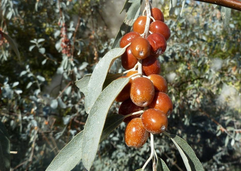 Anadolu İğde Fidanı Elaeagnus Angustifolia 2 Adet