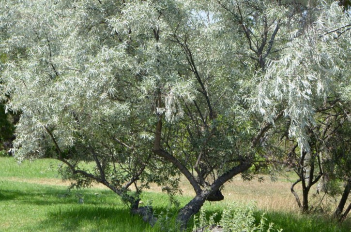 Anadolu İğde Fidanı Elaeagnus Angustifolia Anadolu İğde Fidanı Elaeagnus Angustifolia