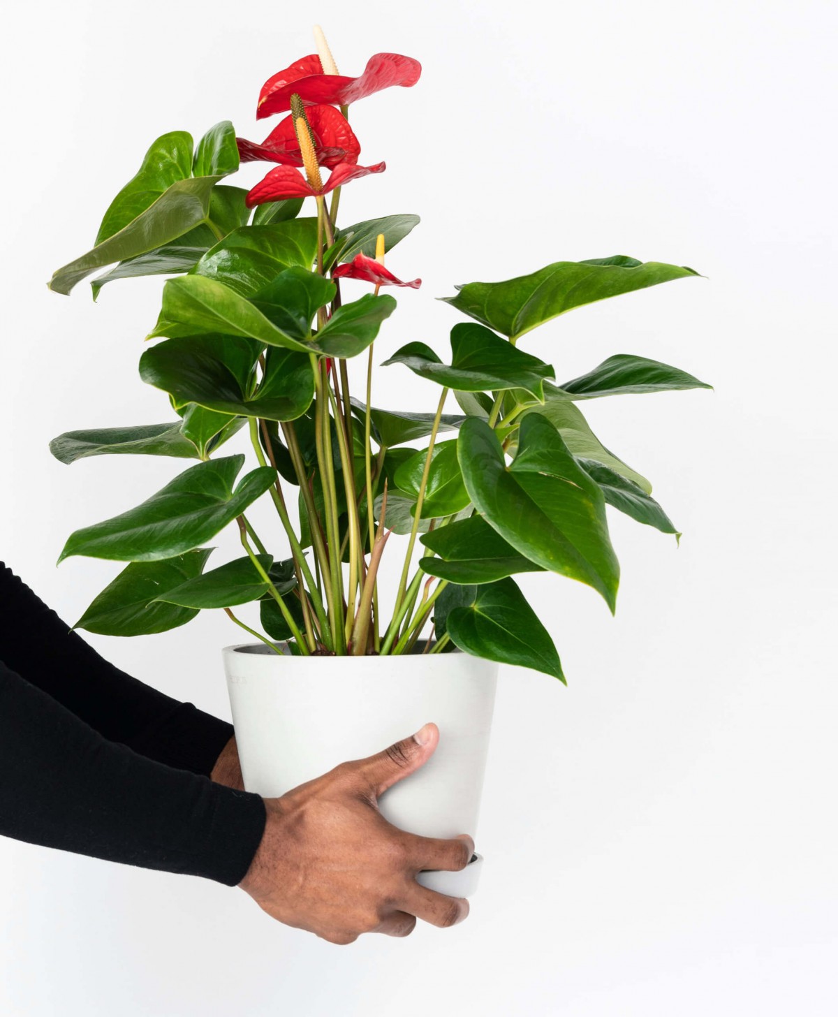 Anthoryum - Flamingo Çiçeği (Anthurium) 40 cm Anthoryum - Flamingo Çiçeği (Anthurium) 40 cm