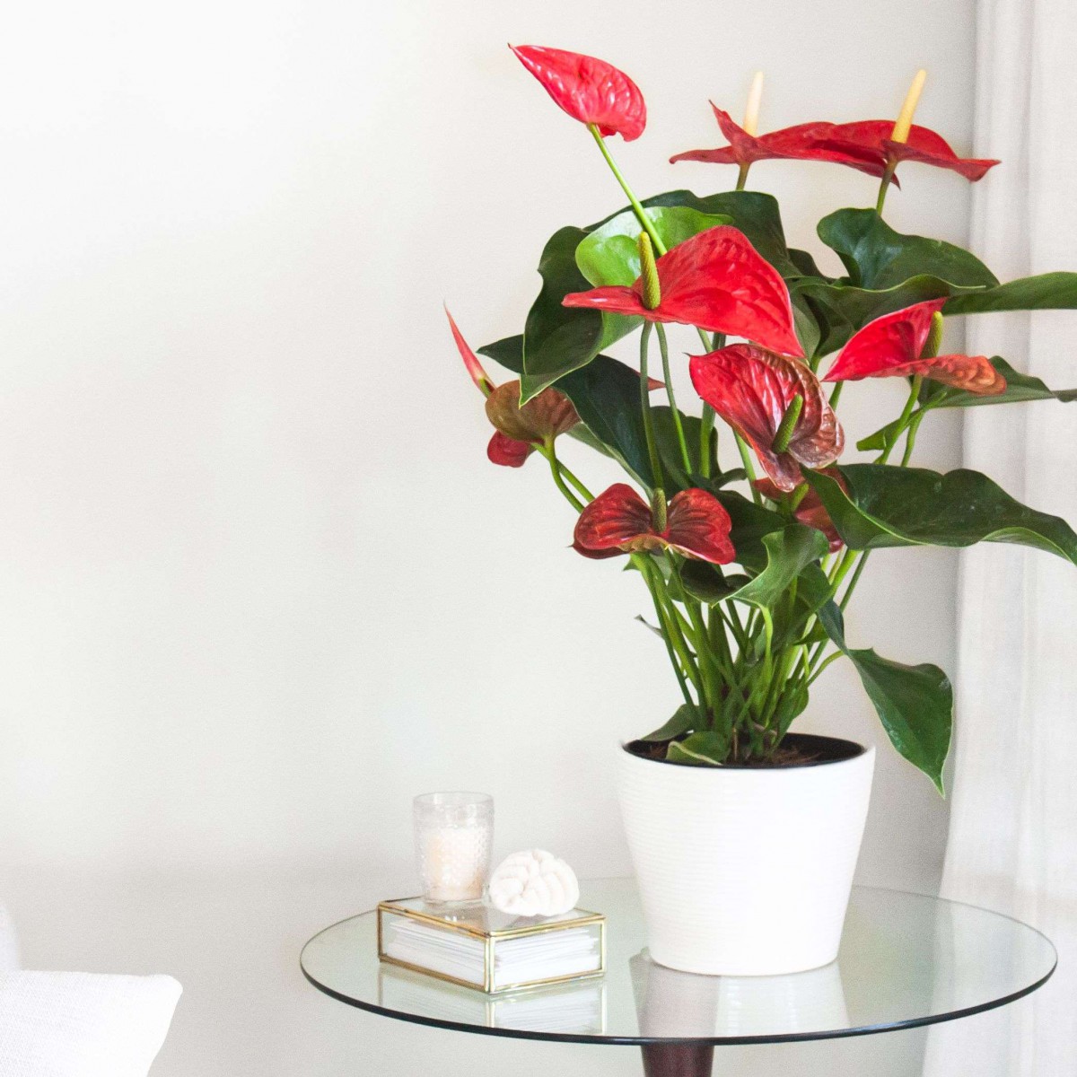 Anthoryum - Flamingo Çiçeği (Anthurium) 40 cm Anthoryum - Flamingo Çiçeği (Anthurium) 40 cm