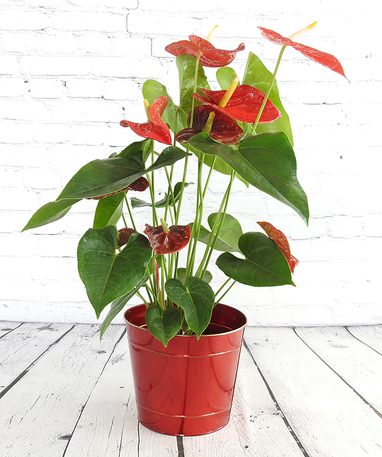 Anthoryum - Flamingo Çiçeği (Anthurium) 40 cm Anthoryum - Flamingo Çiçeği (Anthurium) 40 cm