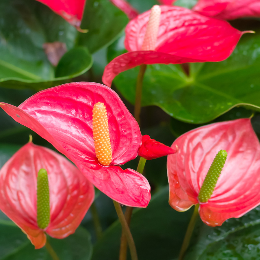 Anthoryum - Flamingo Çiçeği (Anthurium) 40 cm Anthoryum - Flamingo Çiçeği (Anthurium) 40 cm